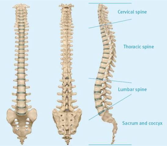 Spine Design