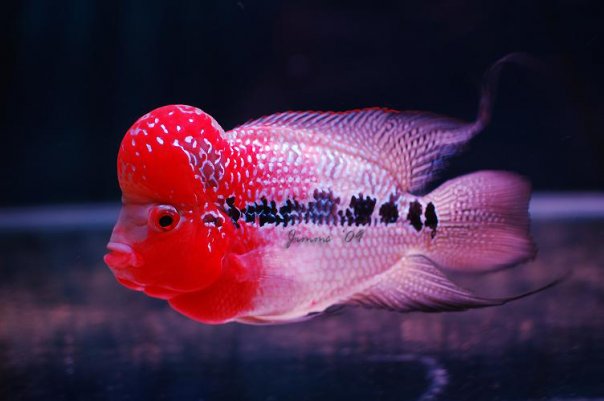 frogstone flowerhorn king origin