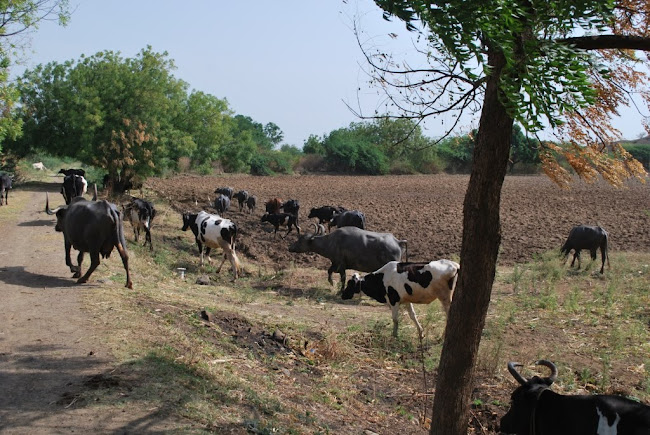 Dairy cattle grazing (17)
