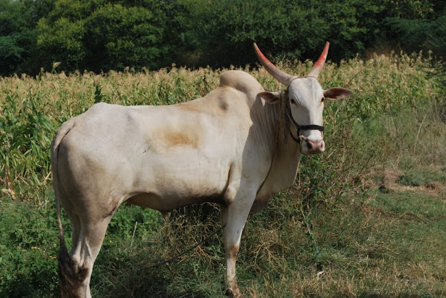 Dairy cattle grazing (22)