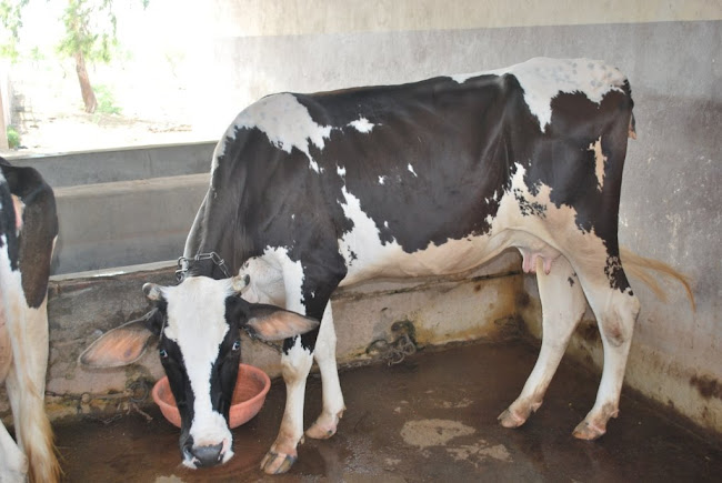 Sainik School, Bijapur ‘School Dairy & Farm’ Click to go in