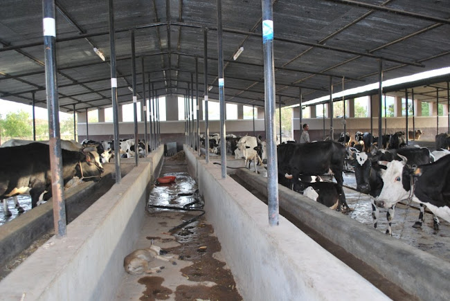 Row of Cattles inside the Govu shala