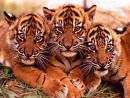els tigres
