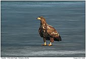 White Tailed Sea Eagle