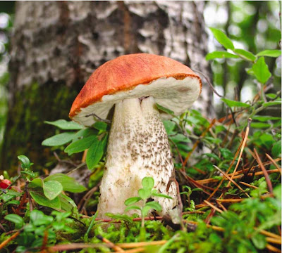 За грибами! и НАЙТИ МНОГО)