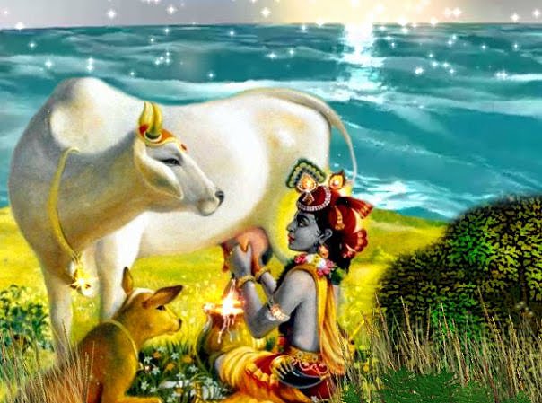 [krsna+milking+cow.jpg]