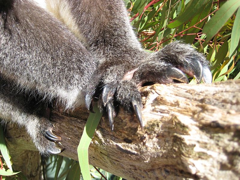 DR. GONCHO koala claws