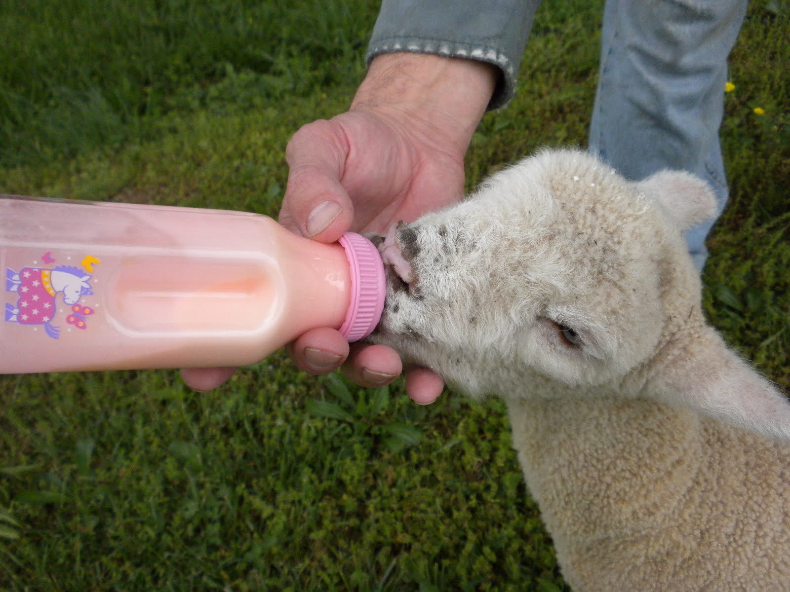 A Meek Perspective Bottle Lamb