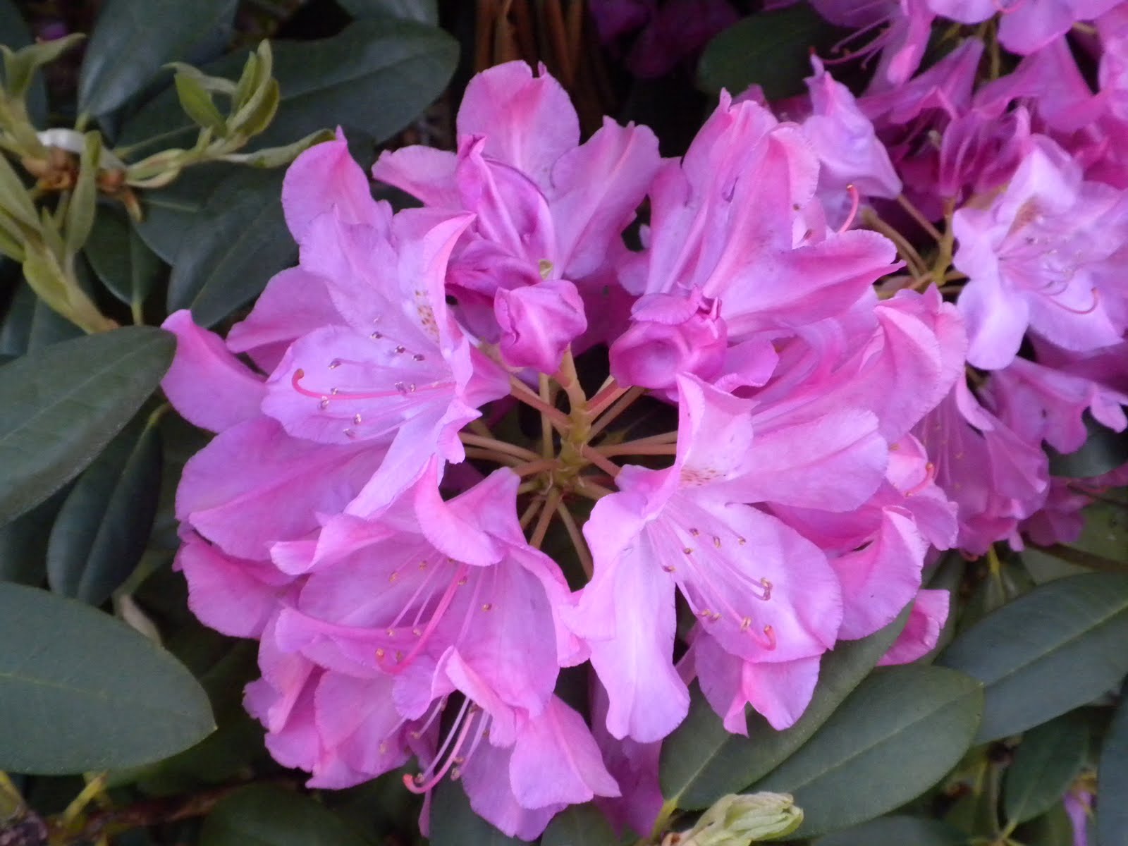 Seeing Rhododendrons Through Rose Colored Glasses The Dirt Diaries