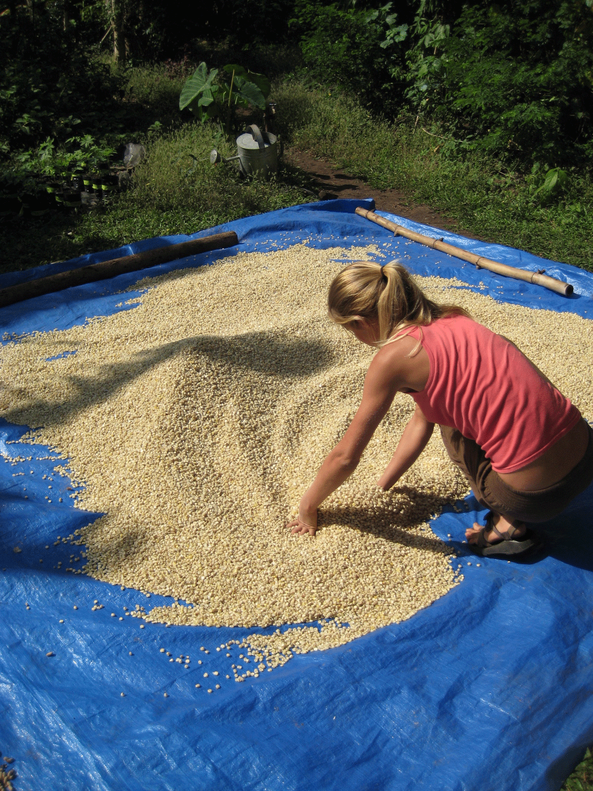 [Grain_drying.gif]