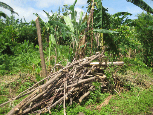 [biomass_piggies.gif]