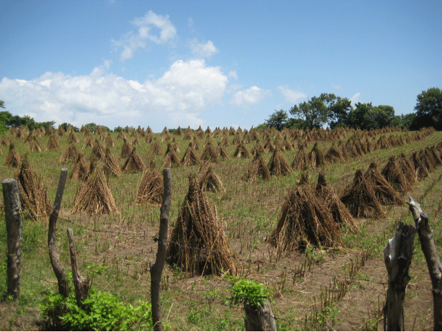 [Sesame_Harvest.gif]