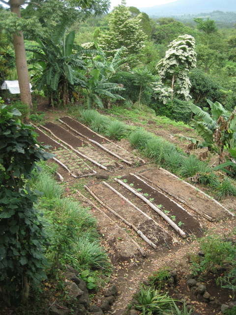 [BF-garden_2009winter.gif]