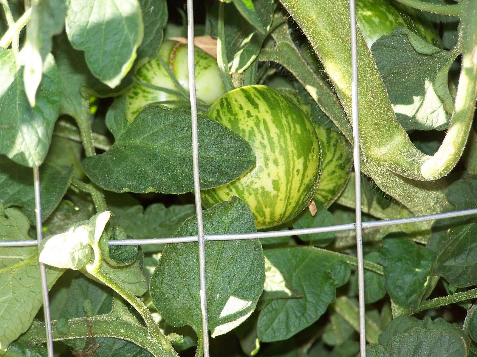 Indeterminant tomato