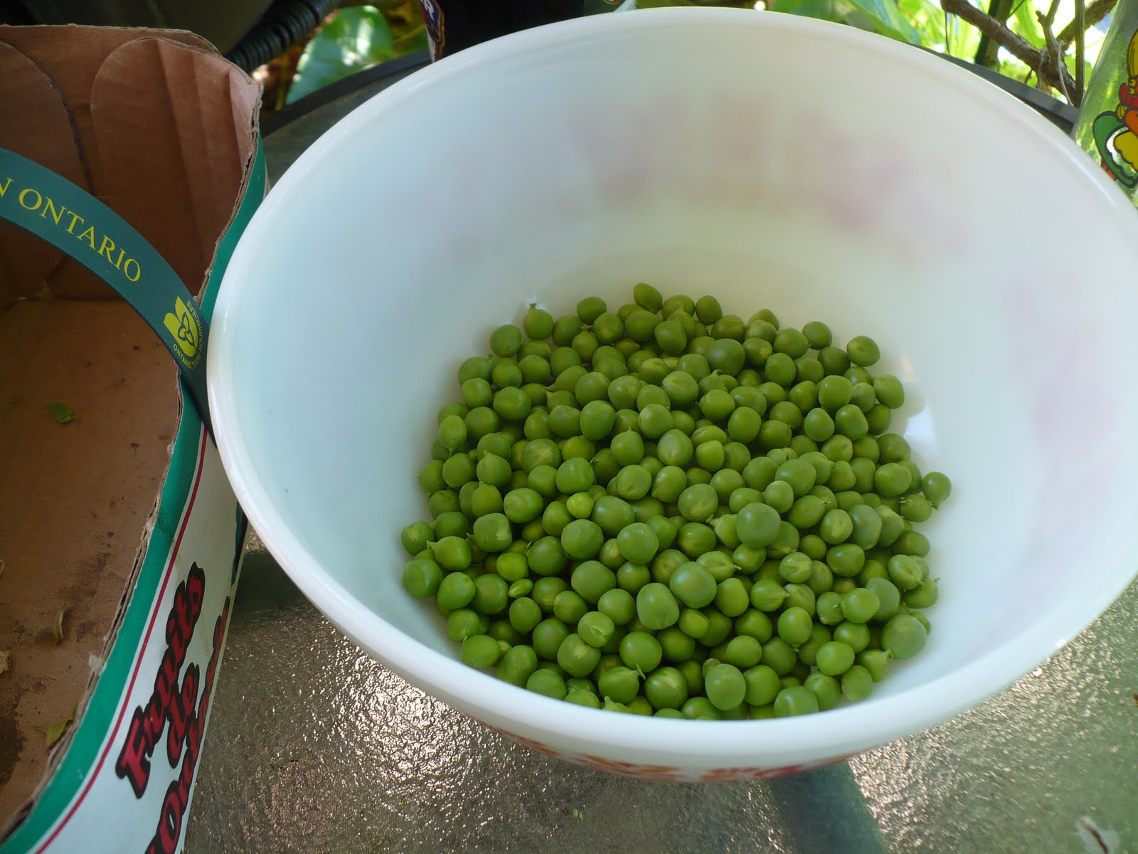Life on Willowdale Shelling Peas