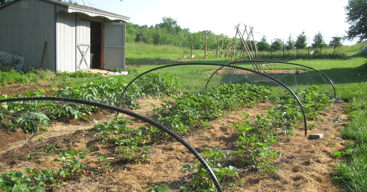 Home Joys Bird Netting for Strawberries