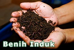 Harga Benih