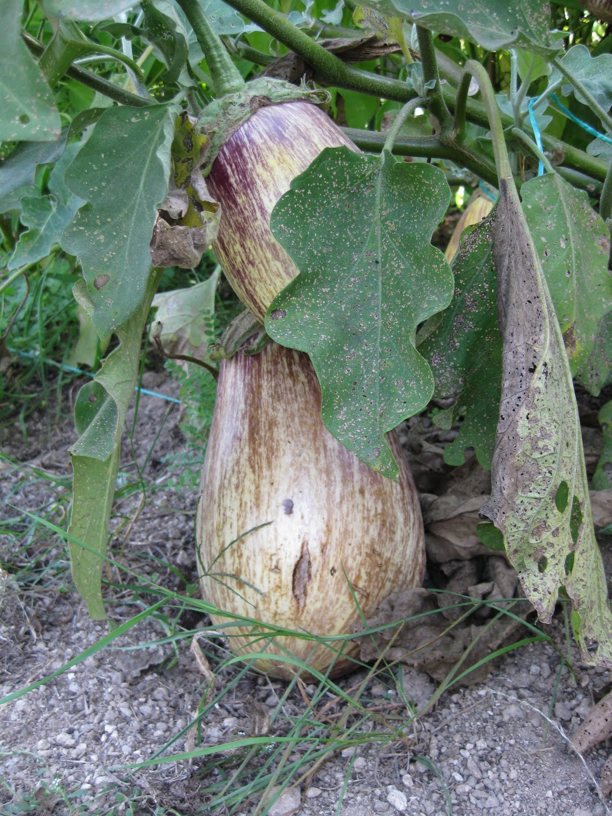 [20090926+005.jpg]