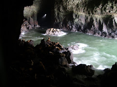 Sea Lions Cave
