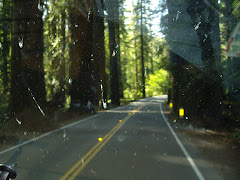 Avenue of the Giants in California