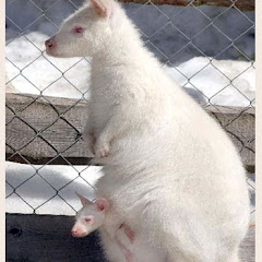 Canguro Albino