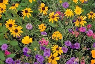 Mountain Wildflower Mix