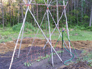 pole beans on fence