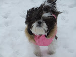 The Pup