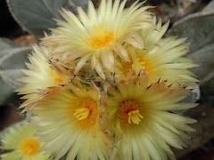 ดอกไม้...มีความรัก..ซะแล้วววว