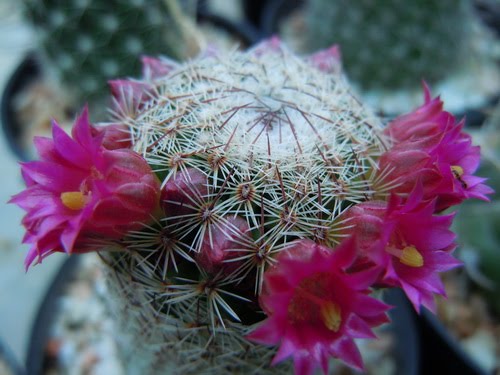 ...ดอกไม้...แสดงความรัก