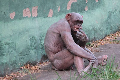 bald+monkey+chimpanzee2.jpg