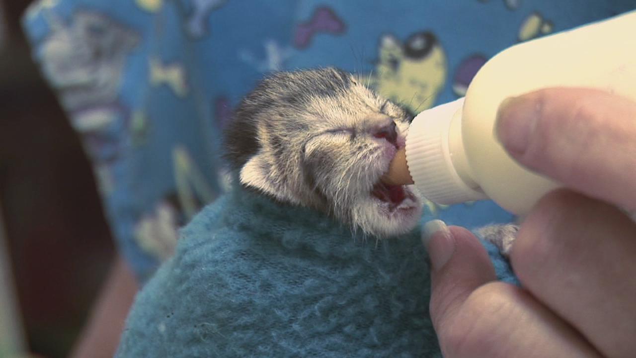 a baby kitten