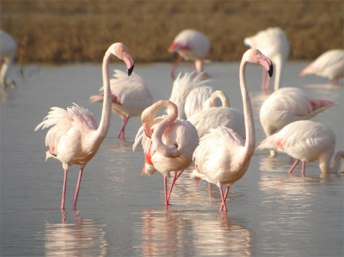 flamencos, la jojoya de la corona