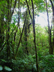 Monteverde Cloud Forest