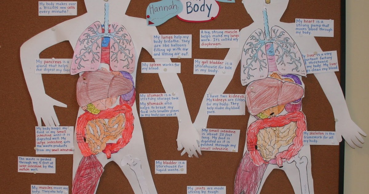 the science dealing with the structure of human body is called