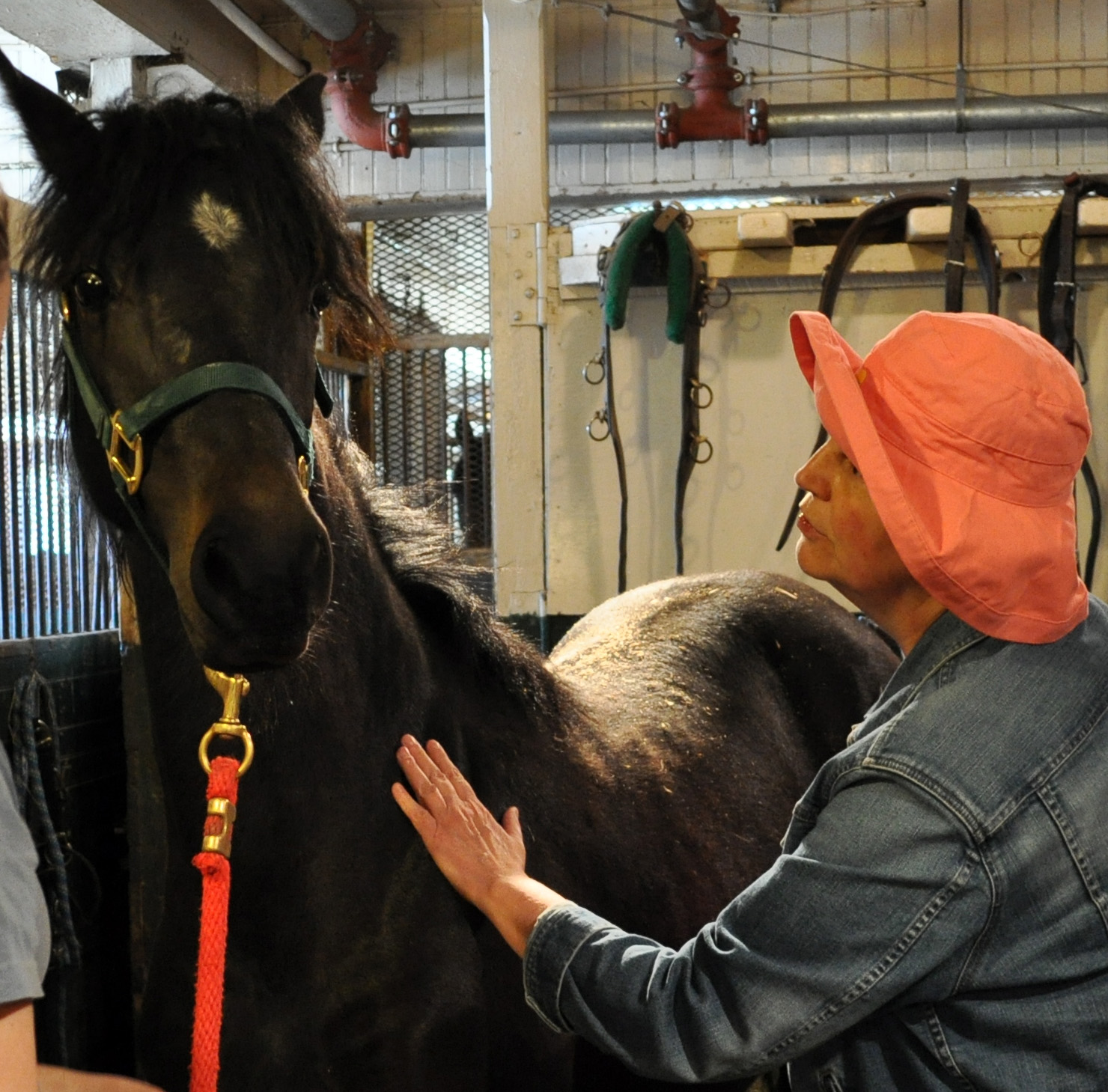 The Little Legers The Horse Farm in Middlebury, Vermont