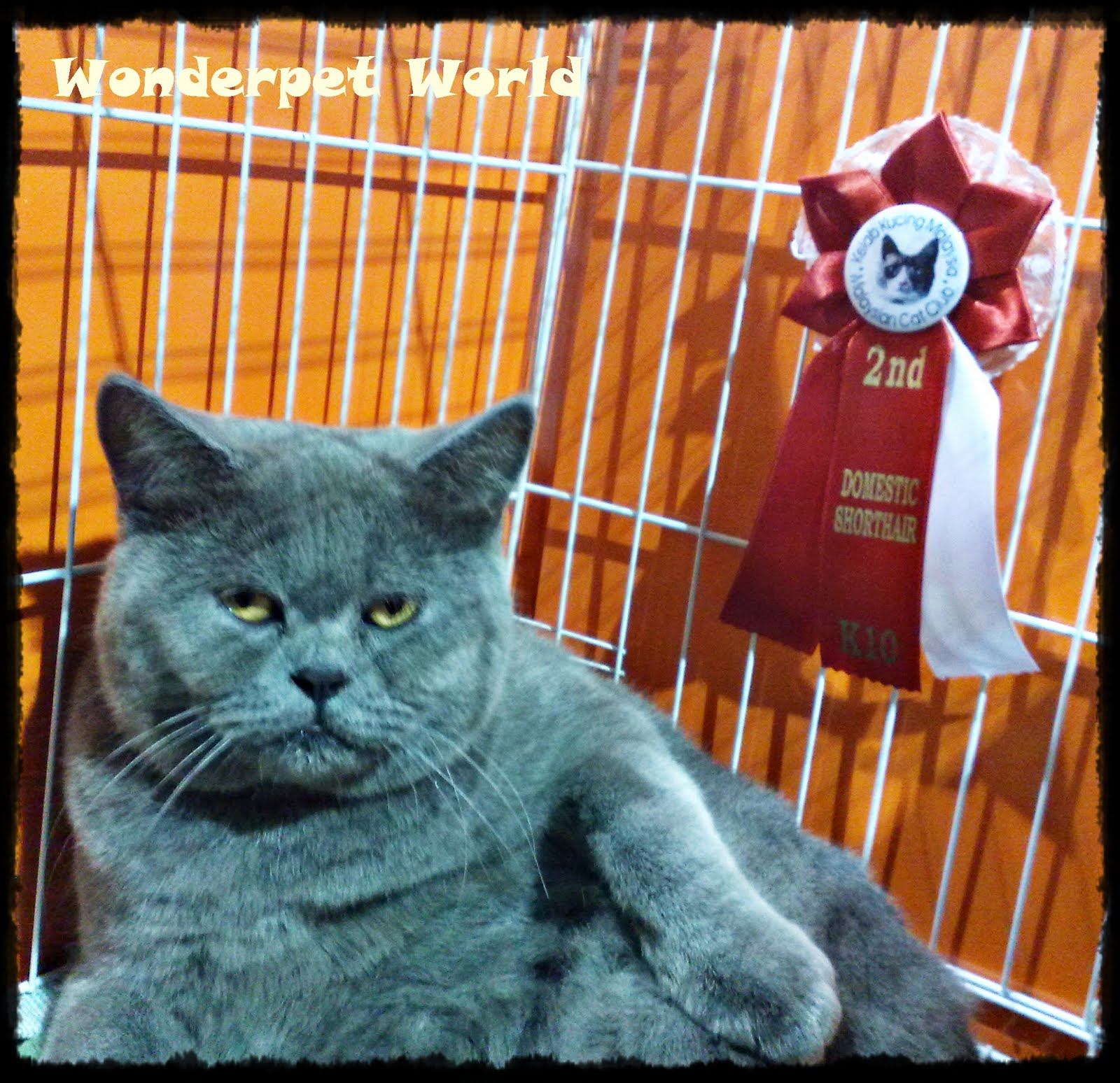 Wonderpet Planet Cat Show