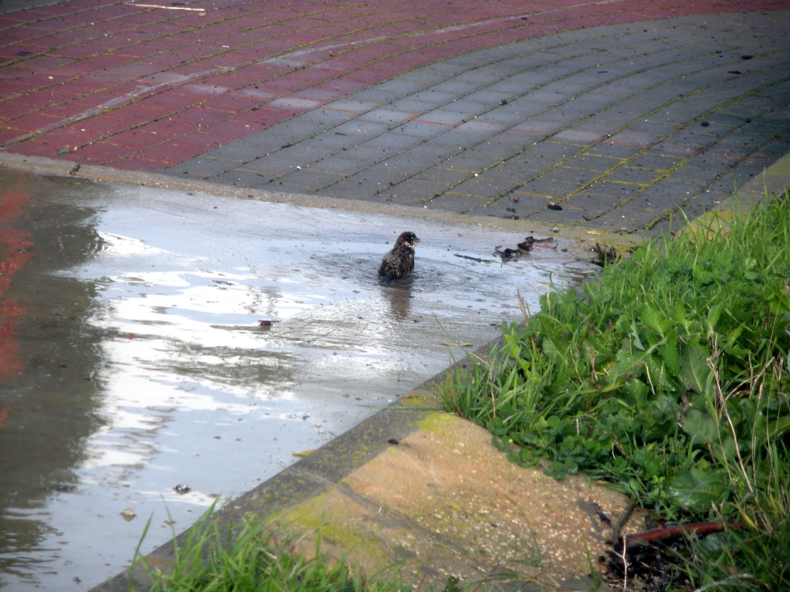 [pardais+003pic..jpg]