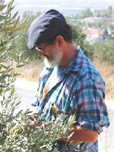 Me picking olives