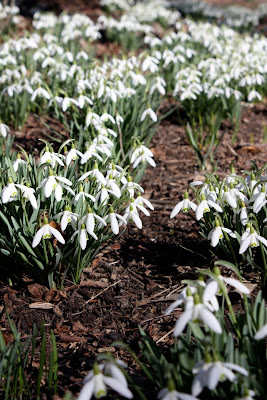 snowdrop spring flower