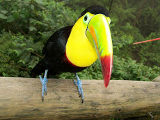 Tucano de patas azuis