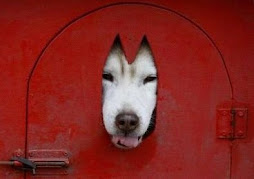 Peek-a-boo!