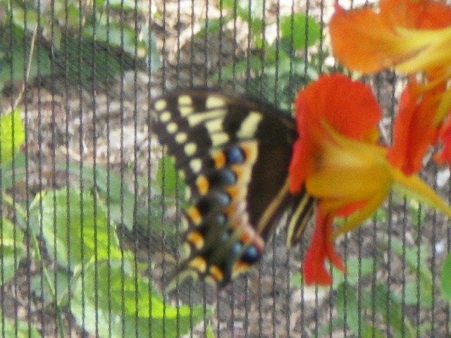 [Butterfly+At+Wildseed+Farms+2.JPG]