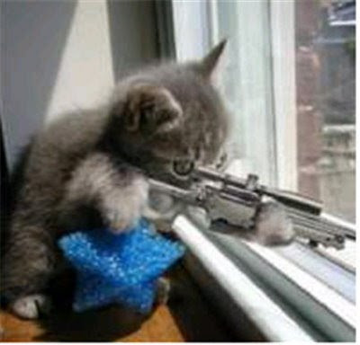 cat-tax-cat-with-gun-looking-out-window-760030.jpg