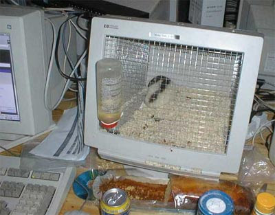 morticia ta besoin de cage??? Computer+hamster+cage