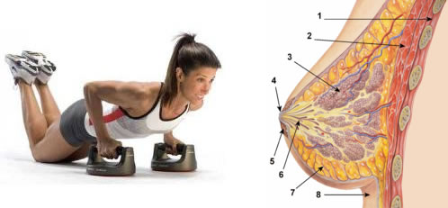 [pectorales+mujer+senos.jpg]