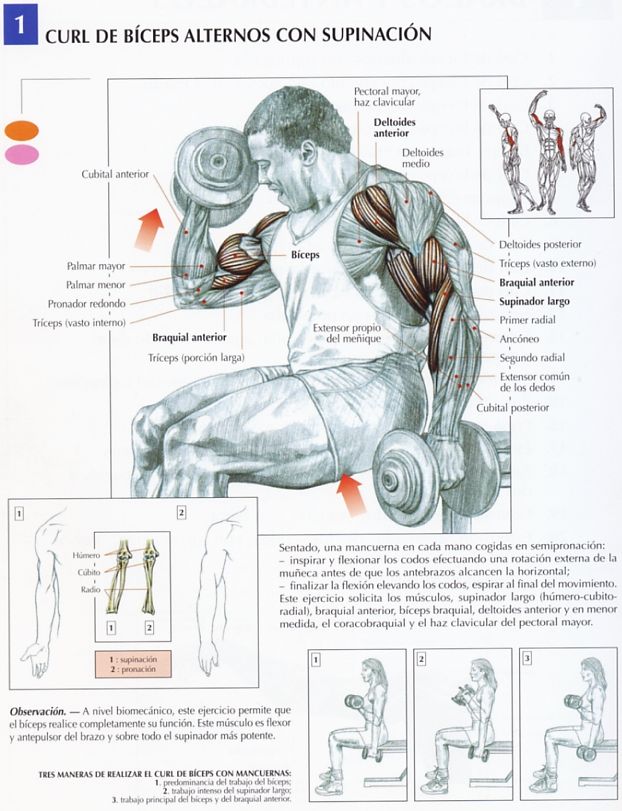[curl-biceps-alternos-con-supinacion+lámina.jpg]