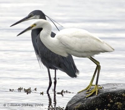 Western Reef Heron