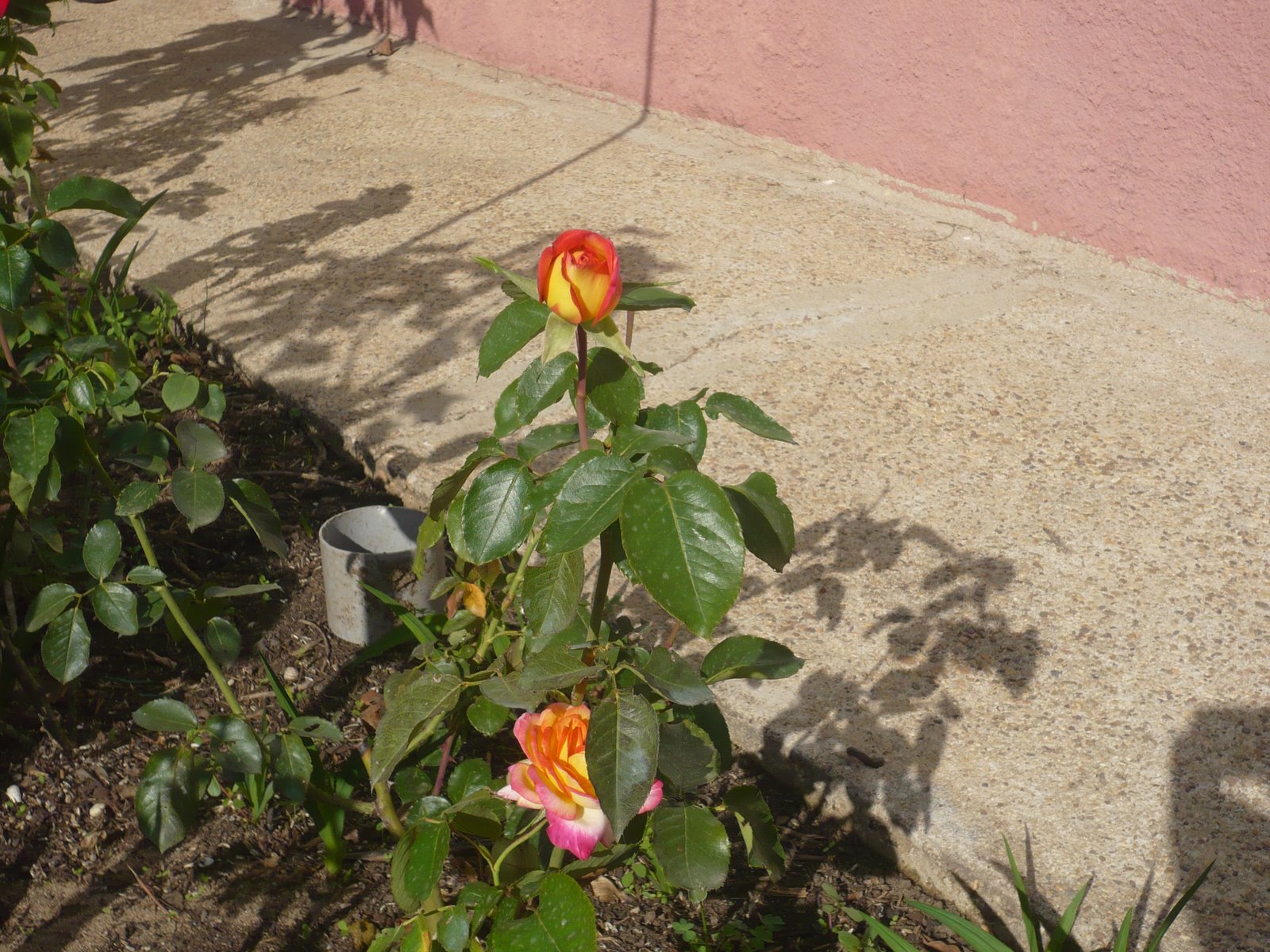 [P1020823.JPG]