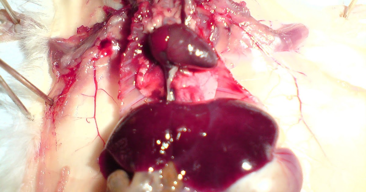 Online Biology Guru: DISSECTION OF THE CIRCULATORY SYSTEM